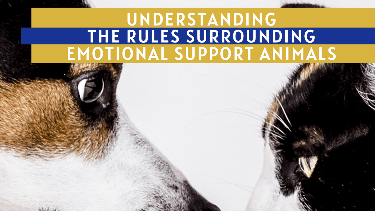 Understanding the Rules Surrounding Everett Emotional Support Animals